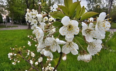 На территории Видновского перинатального центра впервые зацвел вишневый сад 